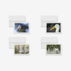What the Beak
