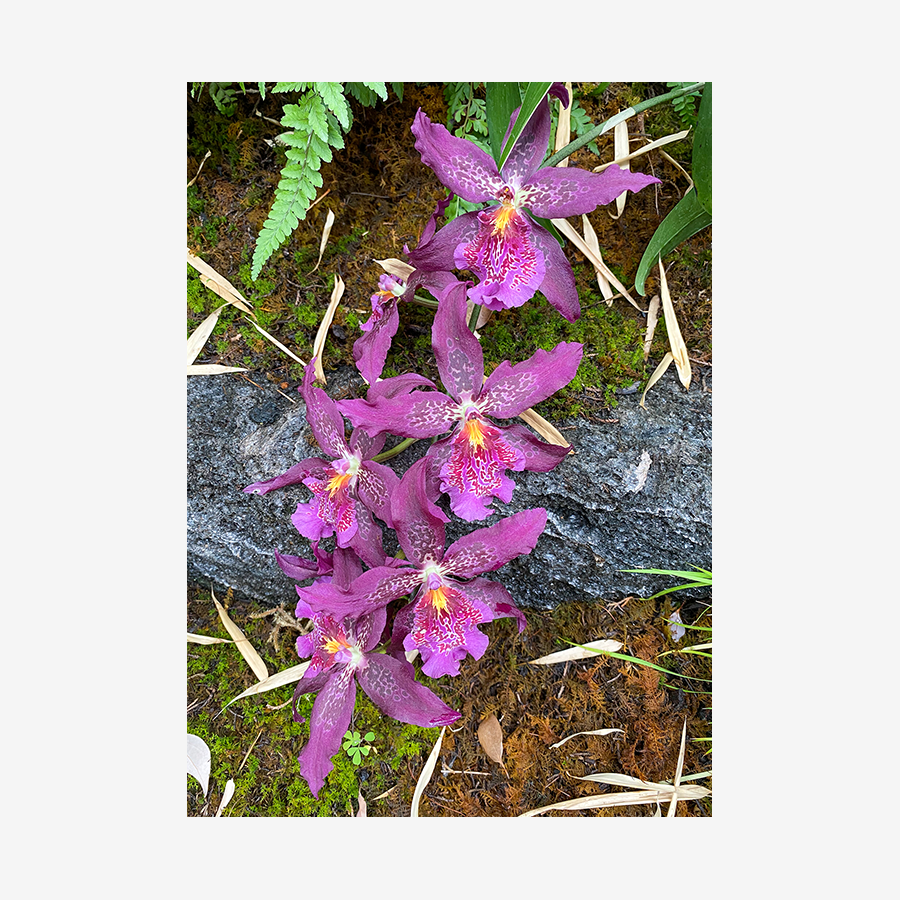 Fuchsia Beallara Orchid (NYBG), Bronx, New York