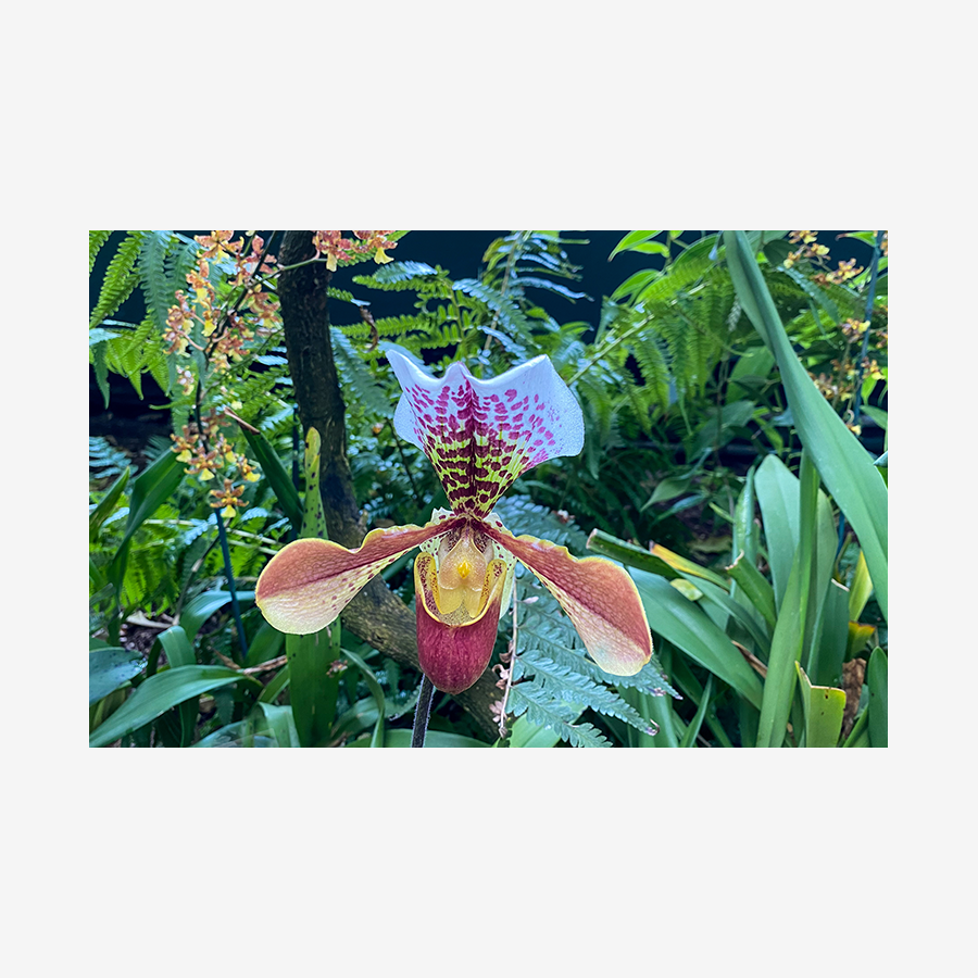 Venus Slipper Orchid (NYBG), Bronx, New York