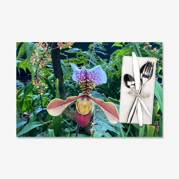 Venus Slipper Orchid (NYBG), Bronx, New York