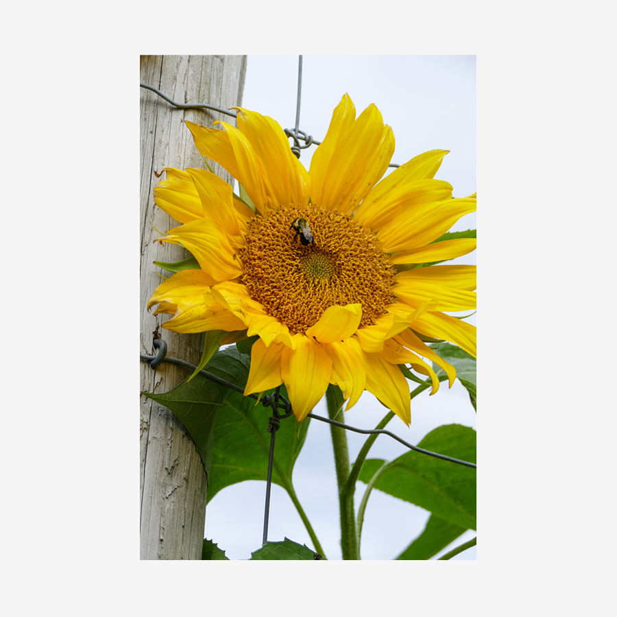Sunflower, Miami, Florida