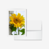 Sunflower, Miami, Florida
