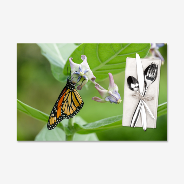 Monarch on Milkweed, Miami, Florida