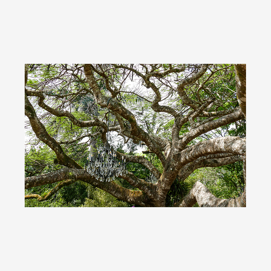 Chandelier Tree, Miami, Florida