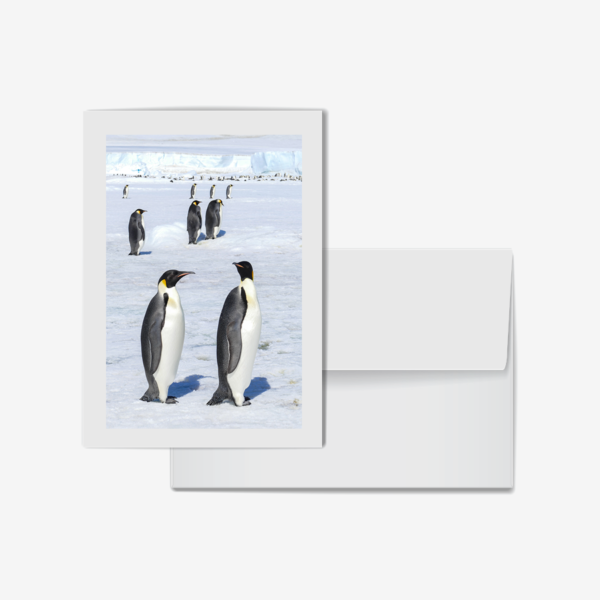 Emperor Penguins 2-3-4, Antarctica
