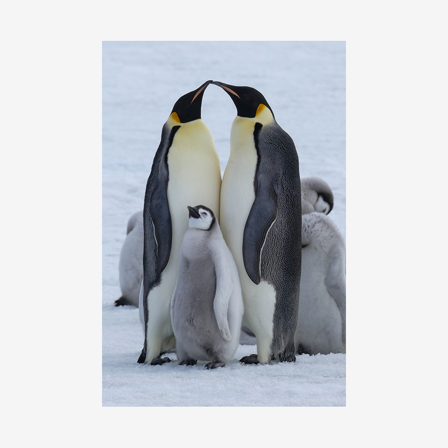 Emperor Penguin with Chicks, Antarctica