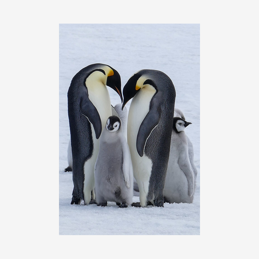 Emperor Penguin Love, Antarctica