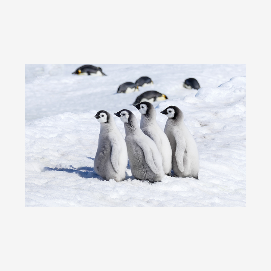 Four Emperor Chicks, Antarctica