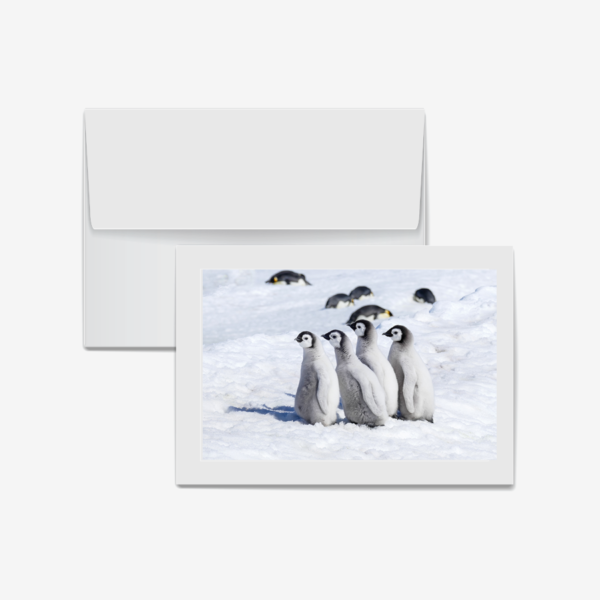 Four Emperor Chicks, Antarctica
