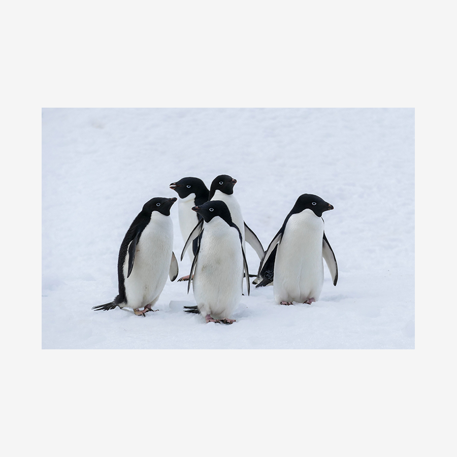 Adélie Penguins, Antarctica
