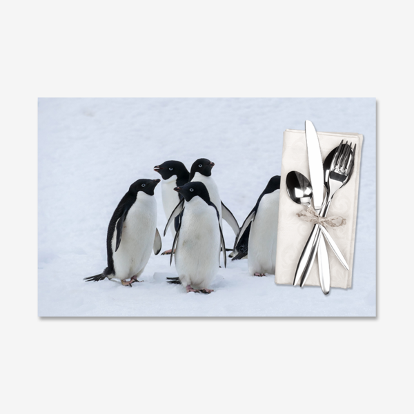 Adélie Penguins, Antarctica