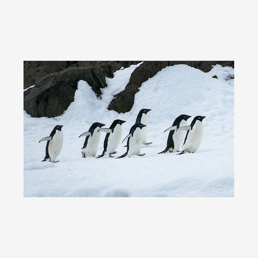 Adélie Penguins in a Row, Antarctica