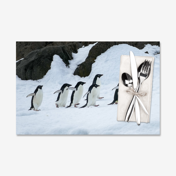 Adélie Penguins in a Row, Antarctica