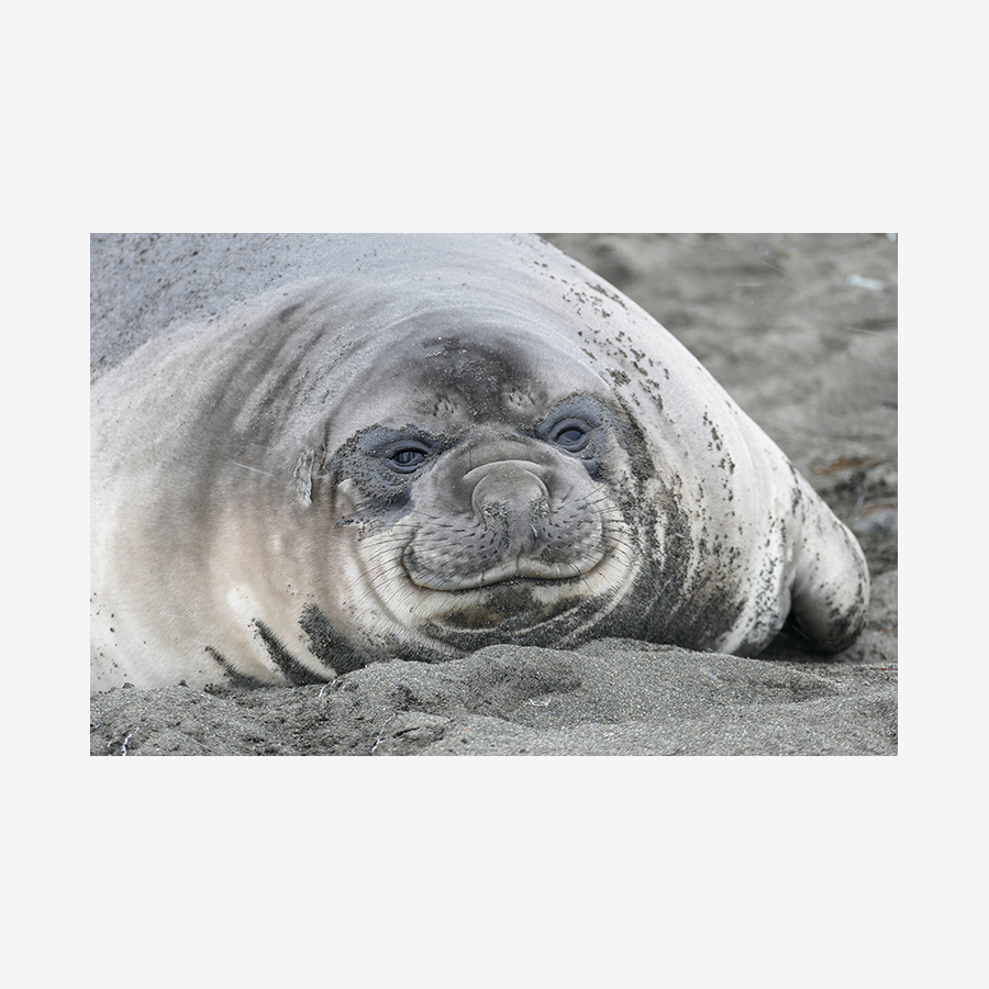 Elephant Seal, Antarctica