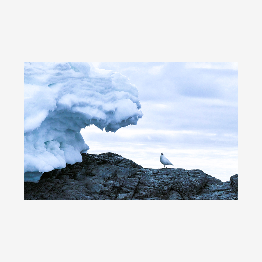 Glacier Wave with Bird, Antarctica