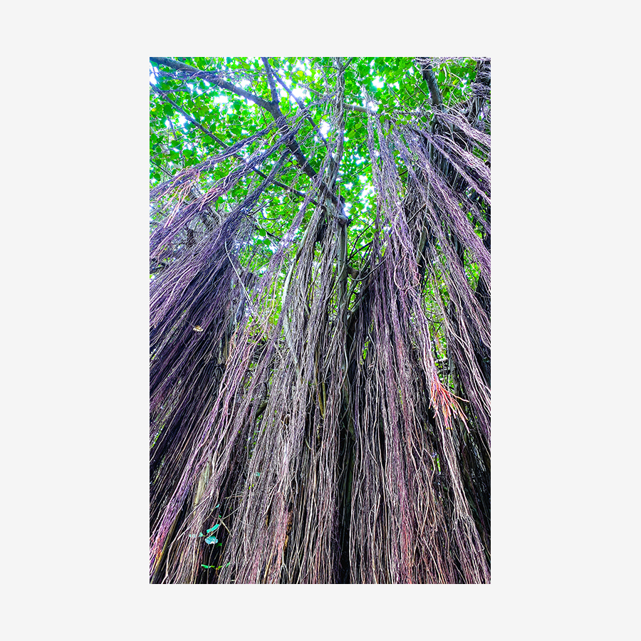 Banyon Tree Roots