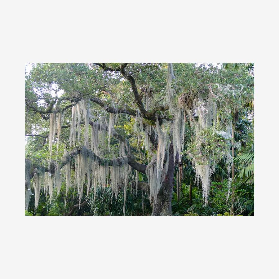 Oak with Spanish Moss