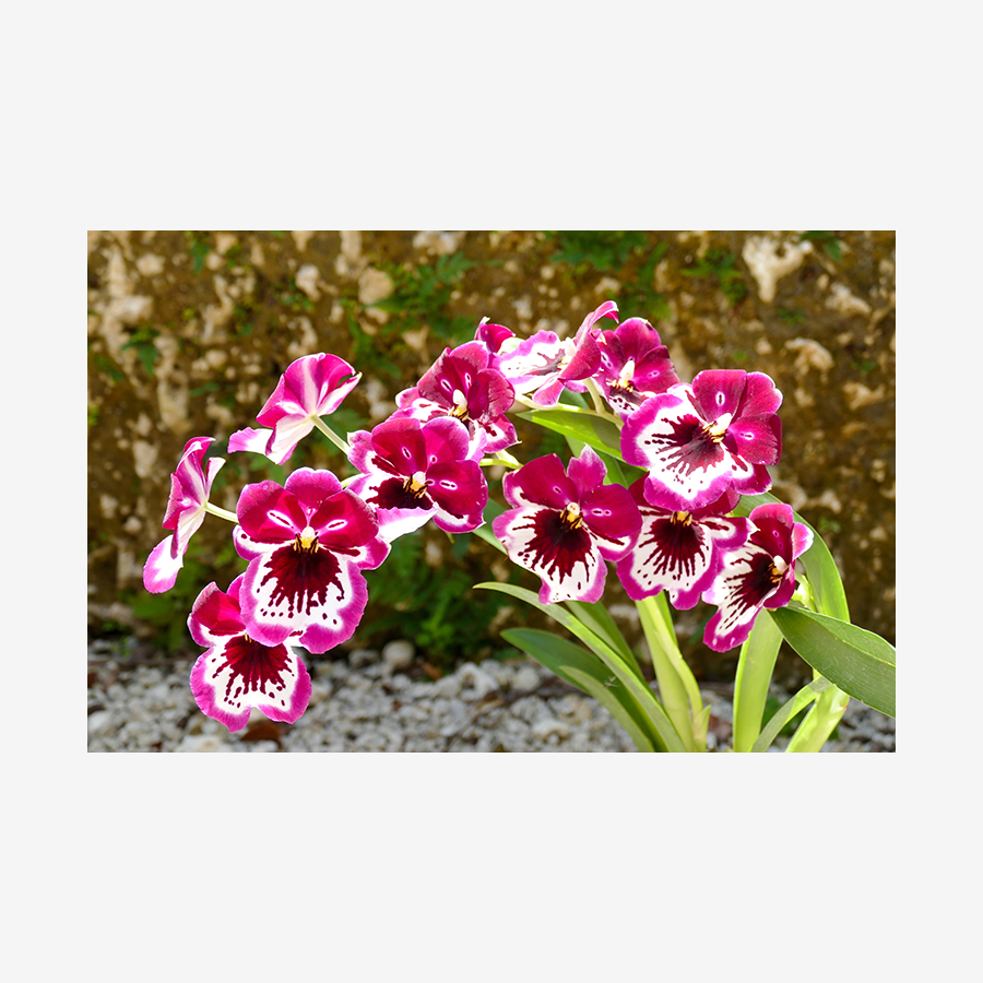 Pansy Orchid