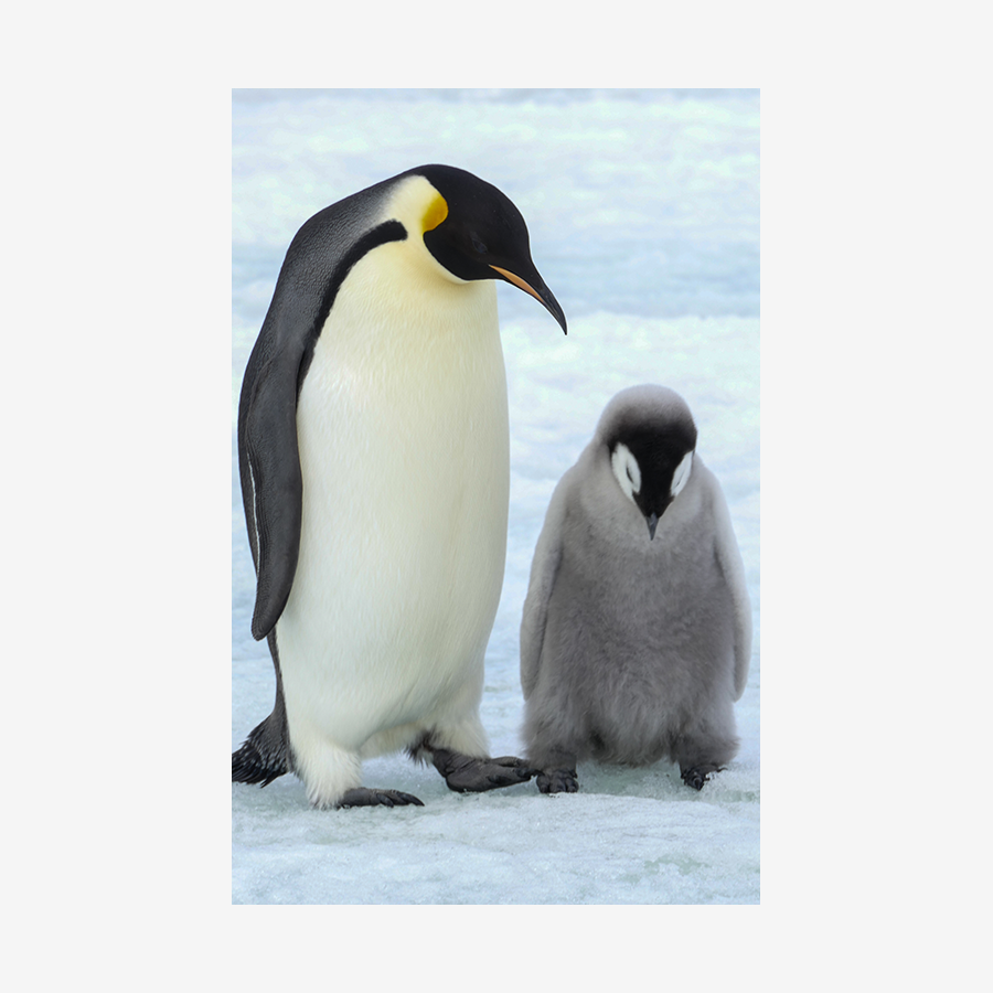 Emporer Penguin with Chick, Antarctica