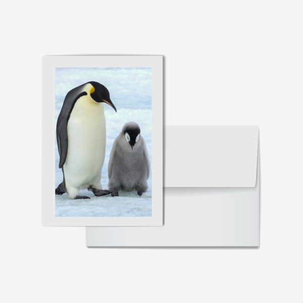 Emporer Penguin with Chick, Antarctica