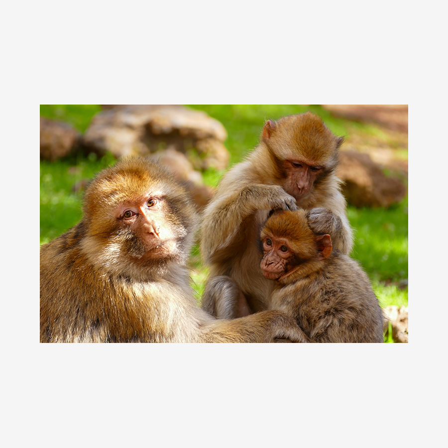 Barbary Apes, Azrou, Morocco
