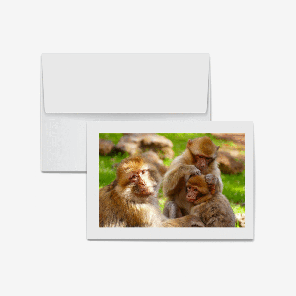 Barbary Apes, Azrou, Morocco