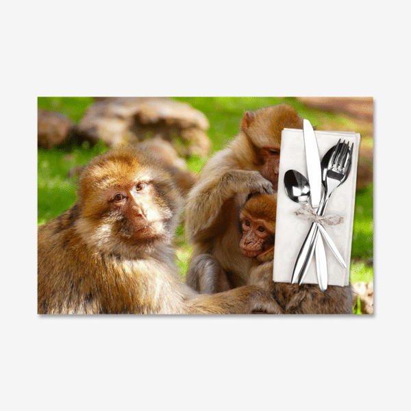 Barbary Apes, Azrou, Morocco