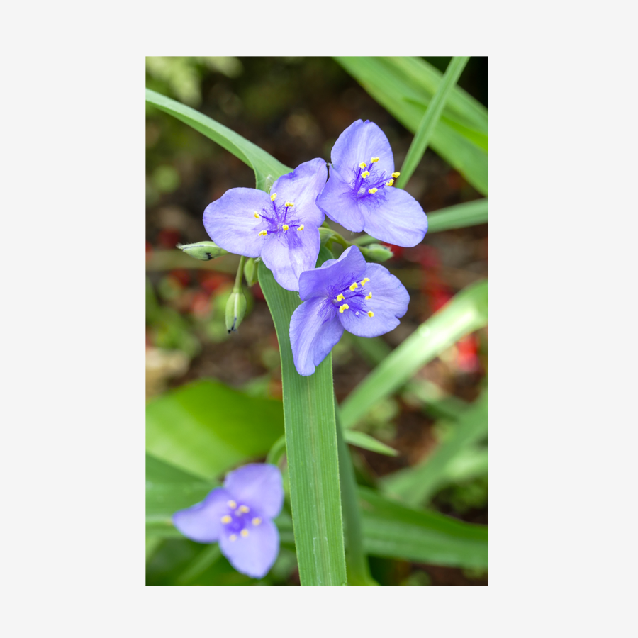 Spiderwort, Miami, Florida