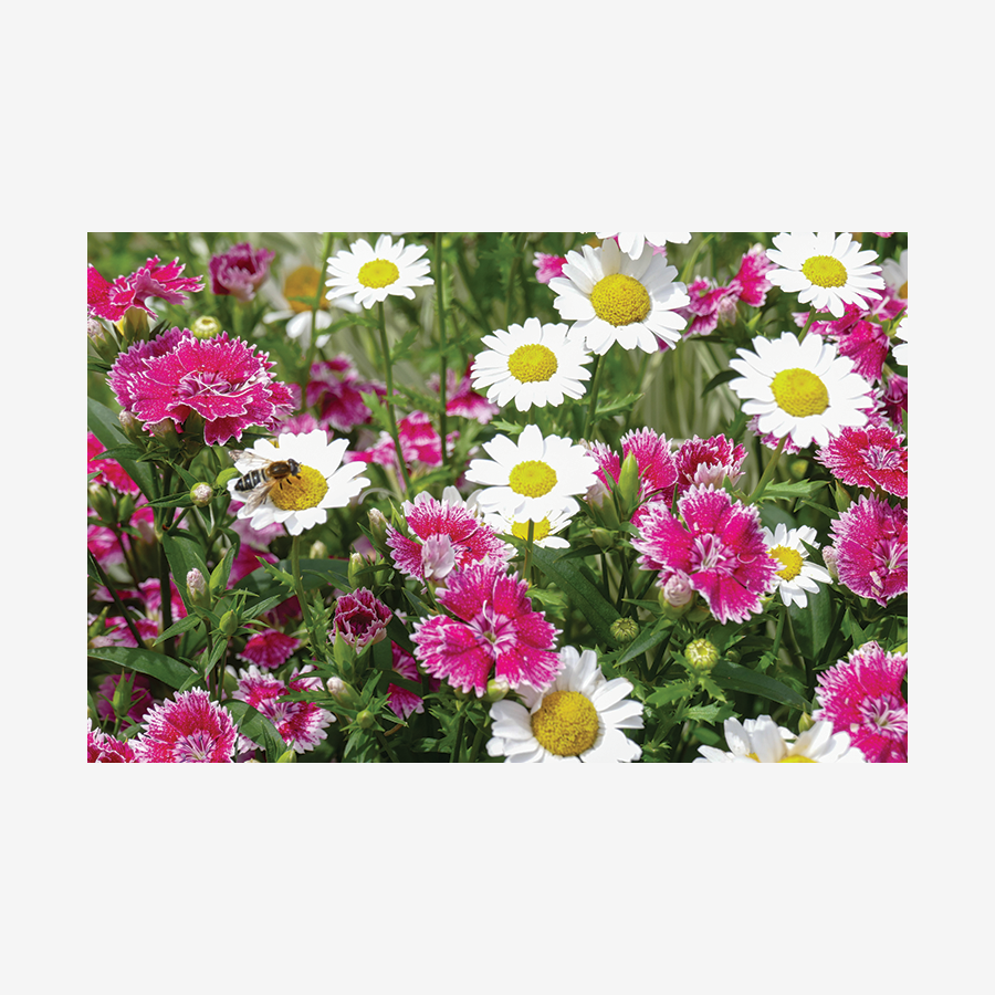 Daisy & Sweet William, Miami, Florida